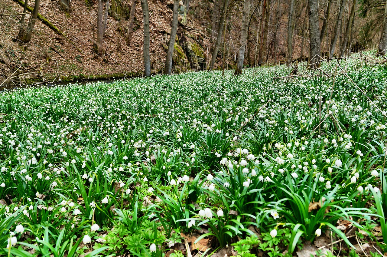 Polenztal, Miežinės Puodynų Pievos, Snaigė, Nacionalinis Parkas, Saksonijos Šveicarija, Pieva, Poilsis, Nemokamos Nuotraukos,  Nemokama Licenzija