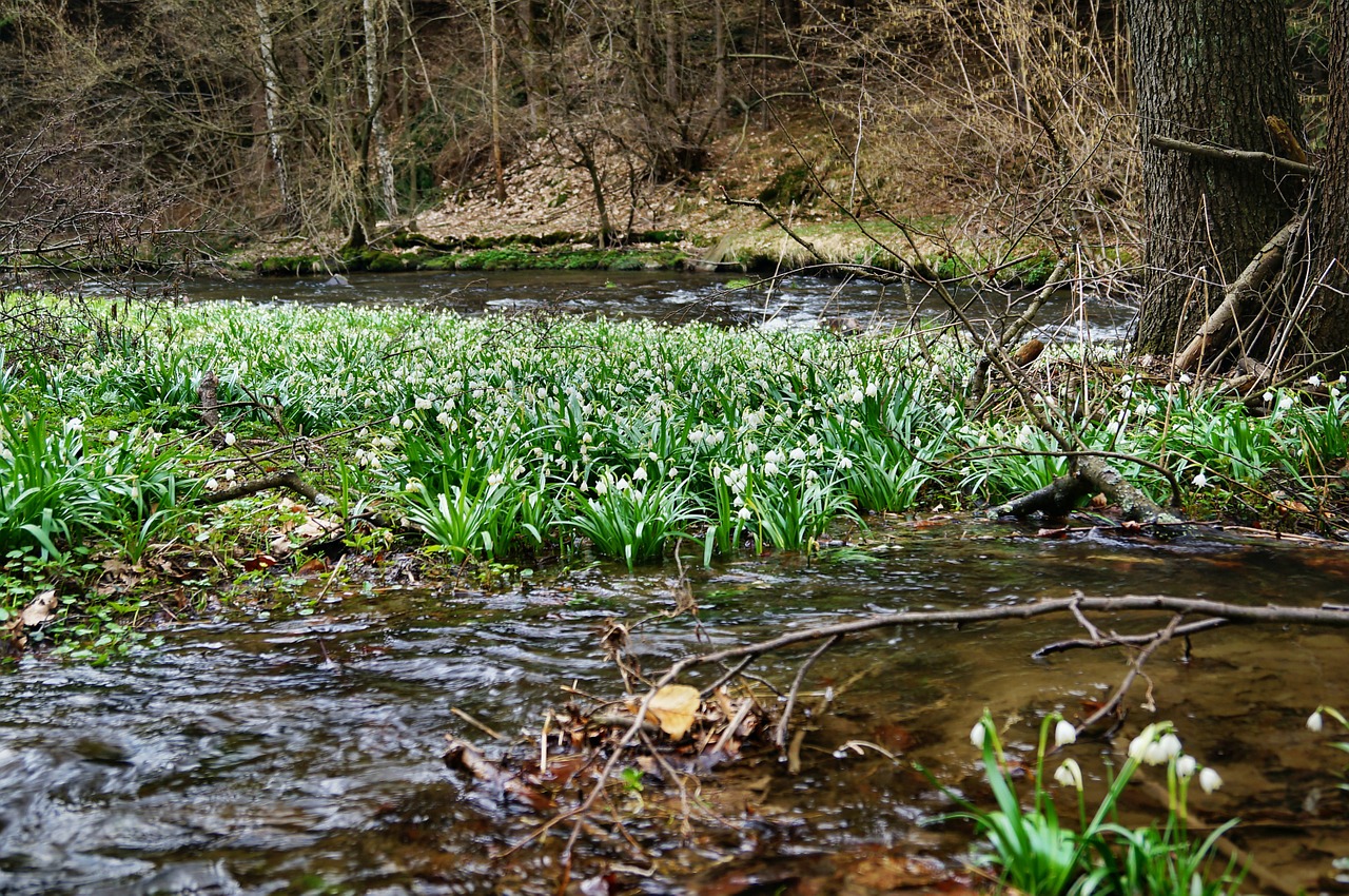 Polenztal, Miežinės Puodynų Pievos, Snaigė, Nacionalinis Parkas, Saksonijos Šveicarija, Pieva, Poilsis, Nuturschutz, Nemokamos Nuotraukos,  Nemokama Licenzija