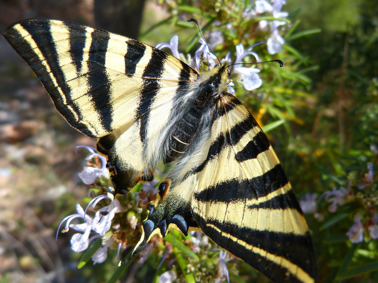 Polidario,  Podalirijus,  Drugelis,  Papallona Zebrada,  Xuclallet,  Pobūdį,  Rozmarinas,  Rosmarinus Officinalis,  Libar,  Animalia