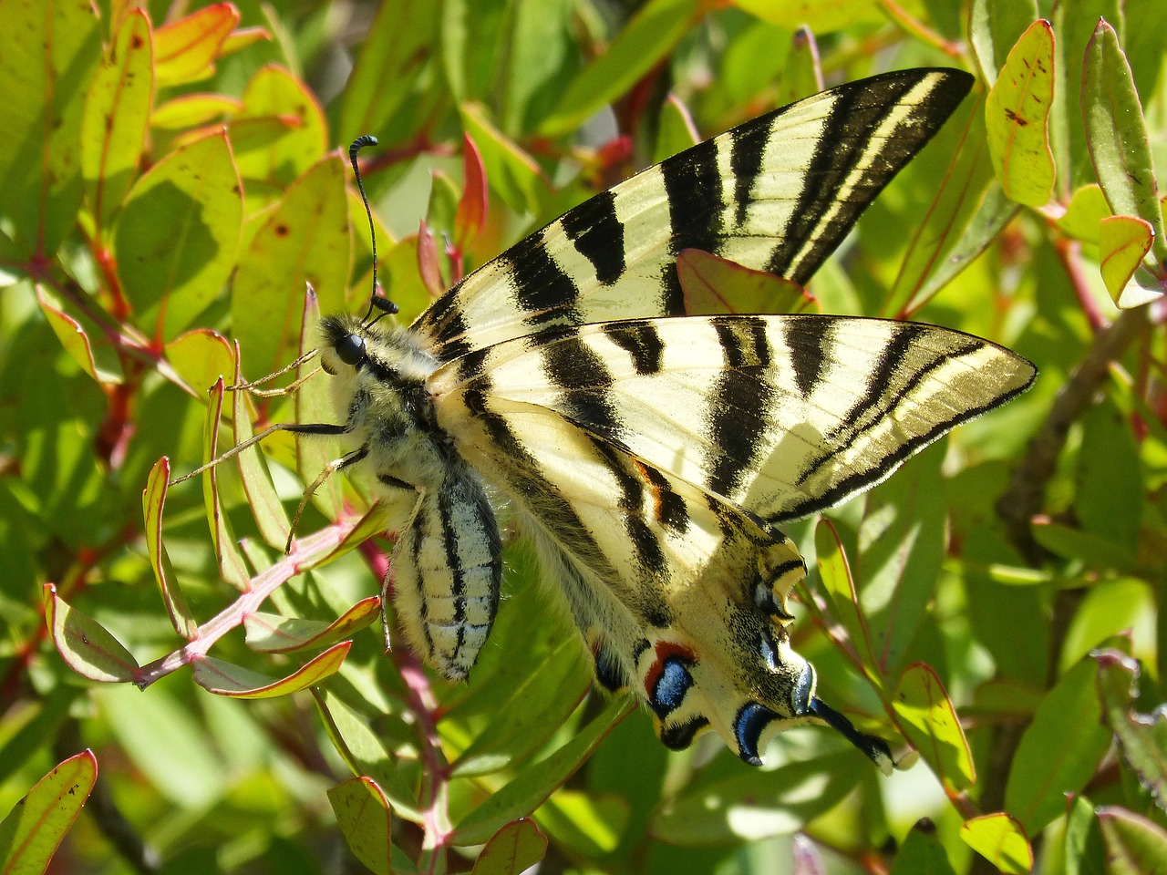 Polidario,  Podalirijus,  Drugelis,  Papallona Zebrada,  Xuclallet,  Pobūdį,  Sodas,  Lauke,  Vasara, Nemokamos Nuotraukos