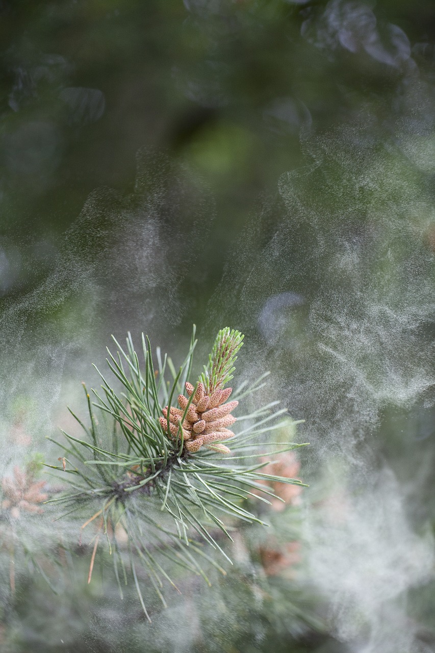 Žiedadulkės, Škotų Pušis, Spygliuočių, Visžalis, Pinus, Sylvestris, Nemokamos Nuotraukos,  Nemokama Licenzija