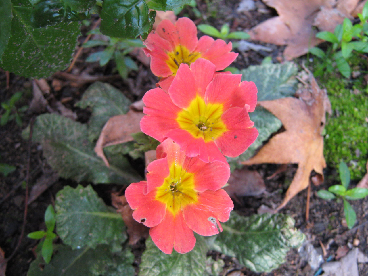 Gėlė,  Rožinis,  Polyanthus, Nemokamos Nuotraukos,  Nemokama Licenzija