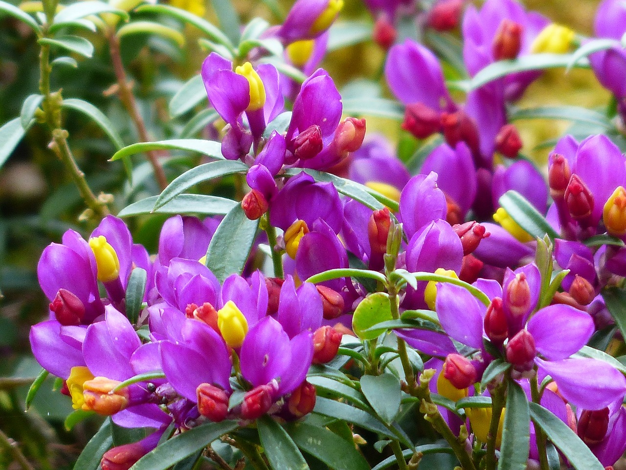 Polygala Chamaebuxus, Žiedas, Žydėti, Violetinė, Violetinė, Gėlė, Geltona, Alpių Nykštukė, Knygos Lukštenti Pienynai, Popierius Laminuotas Kreuzblümchen