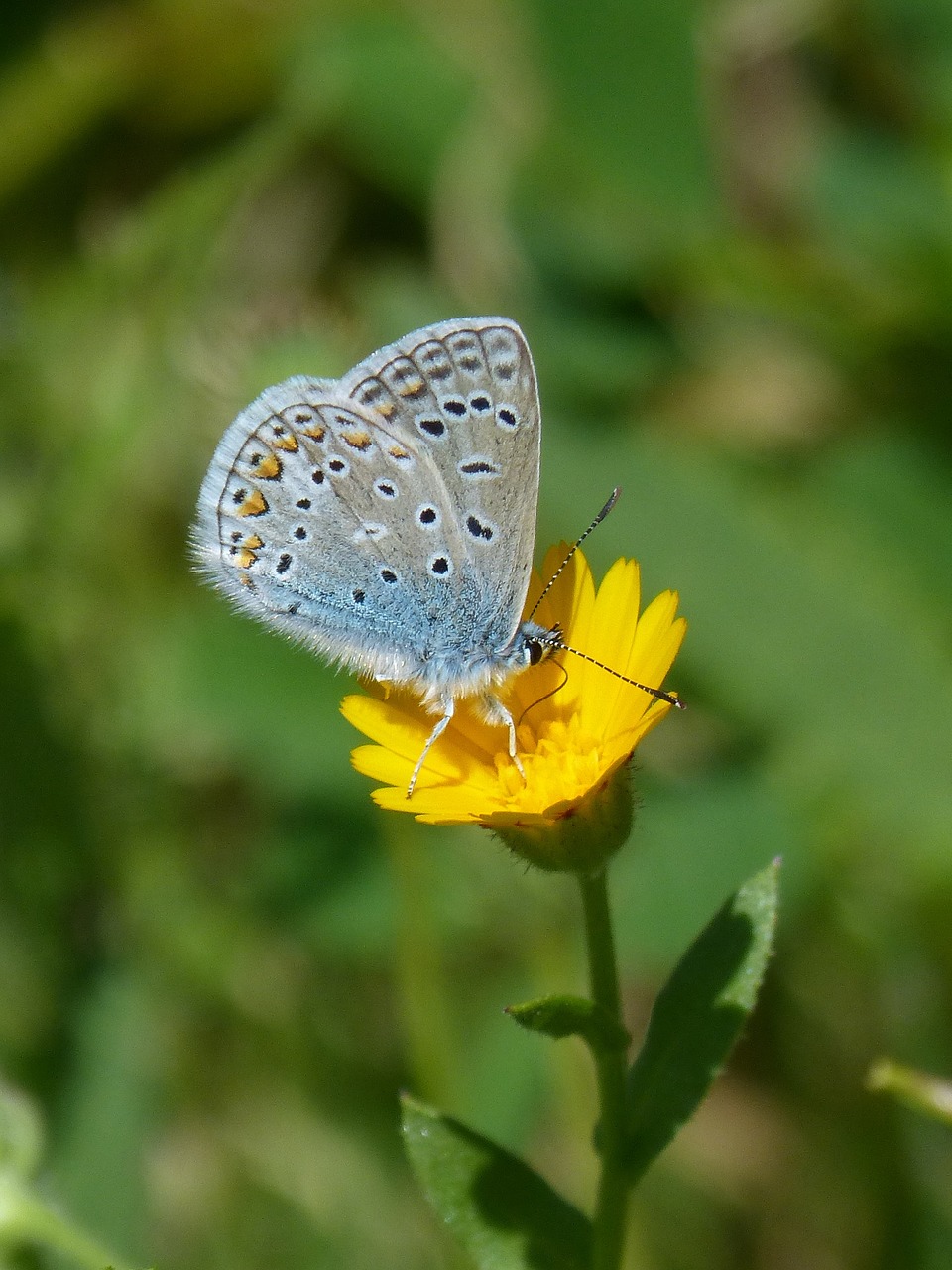 Polyommatus Icarus, Mėlynas Drugelis, Blaueta, Drugelis, Išsamiai, Grožis, Kiaulpienė, Libar, Nemokamos Nuotraukos,  Nemokama Licenzija