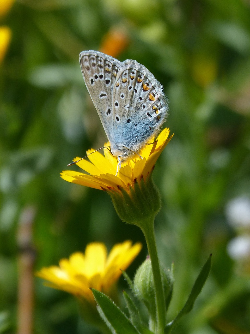 Polyommatus Icarus, Mėlynas Drugelis, Blaueta, Drugelis, Kiaulpienė, Nemokamos Nuotraukos,  Nemokama Licenzija