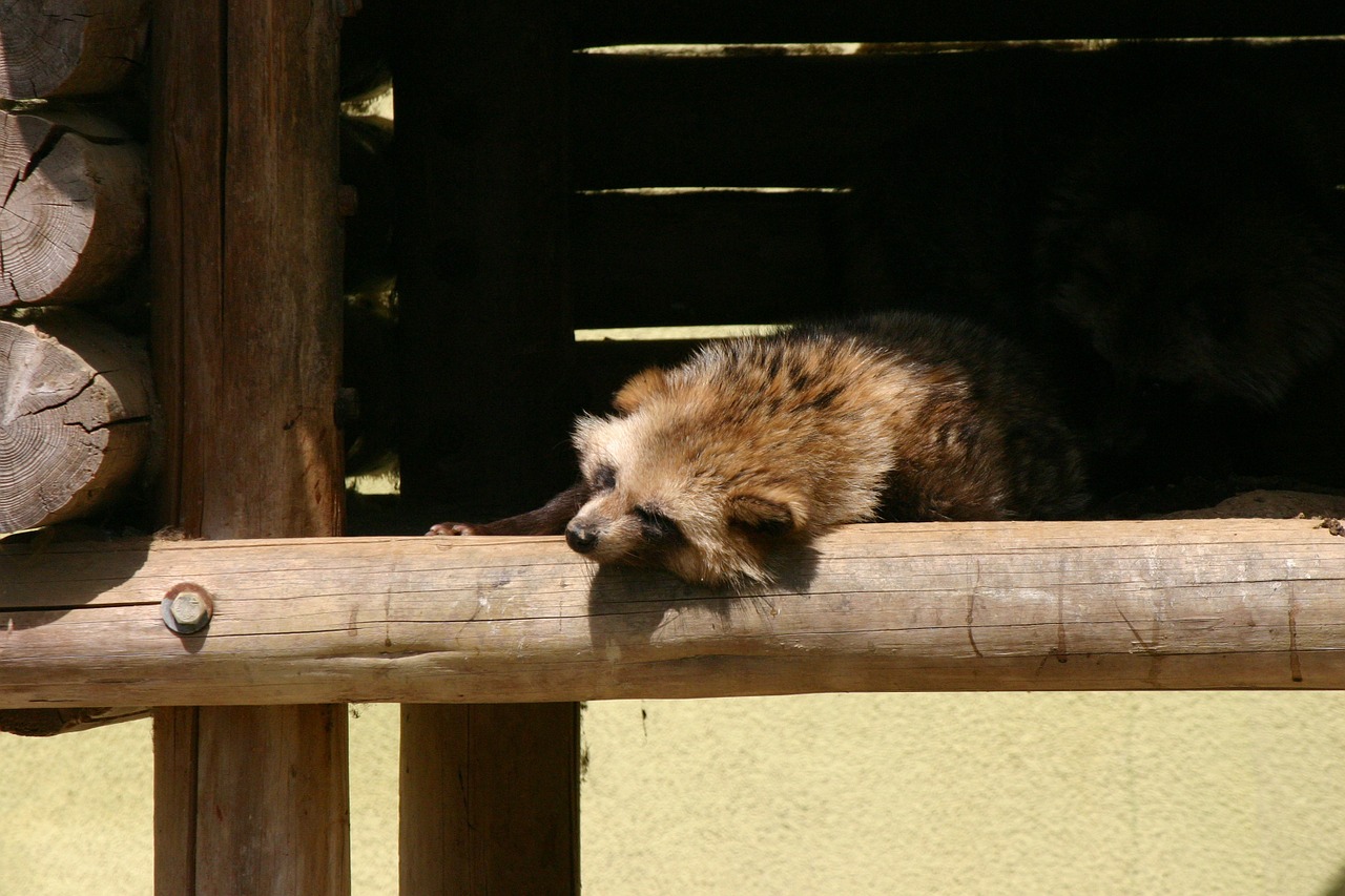 Pom, Gyvūnas, Zoologijos Sodas, Miegoti, Miega, Nemokamos Nuotraukos,  Nemokama Licenzija