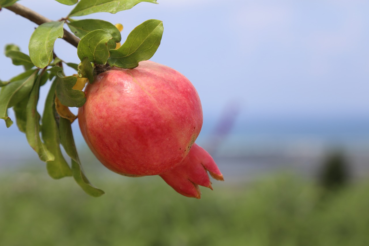 Granatas, Roshhashana, Vaisiai, Medis, Nemokamos Nuotraukos,  Nemokama Licenzija