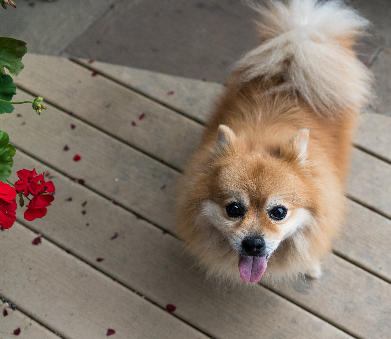 Pomeranijos, Šuo, Naminis Gyvūnėlis, Šunys, Mielas, Šuniukas, Gyvūnas, Pūkuotas, Veislė, Grooming