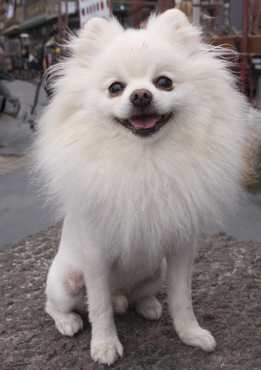 Pomeranijos, Šuo, Špicas, Naminis Gyvūnėlis, Mielas, Šuniukas, Plaukai, Šunys, Veidas, Grooming