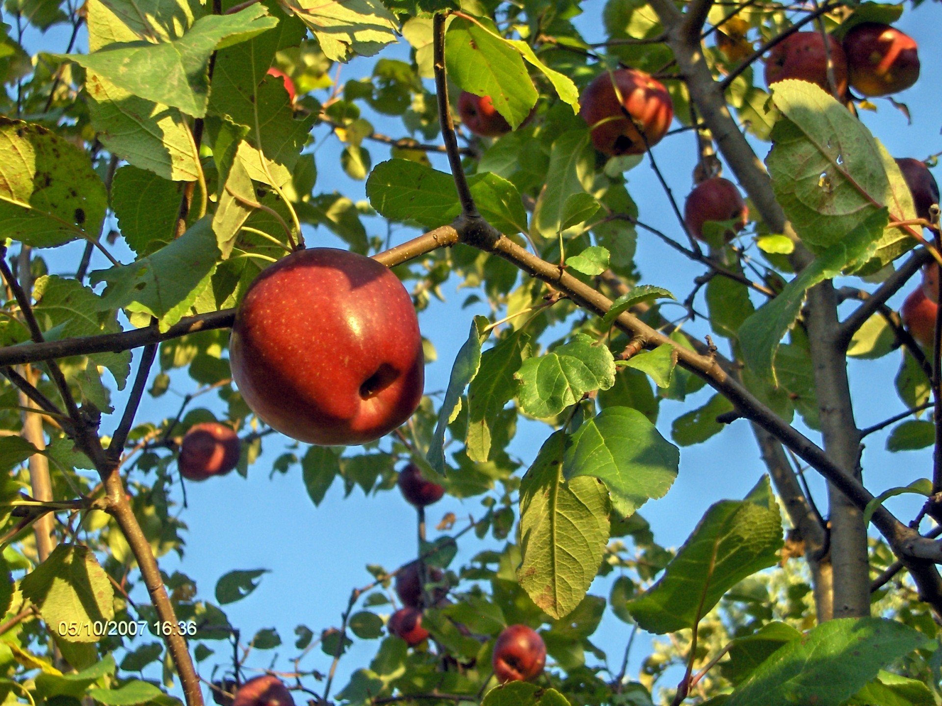 Obuoliai,  Obuolių & Nbsp,  Medis,  Vaisiai,  Obuoliai, Nemokamos Nuotraukos,  Nemokama Licenzija