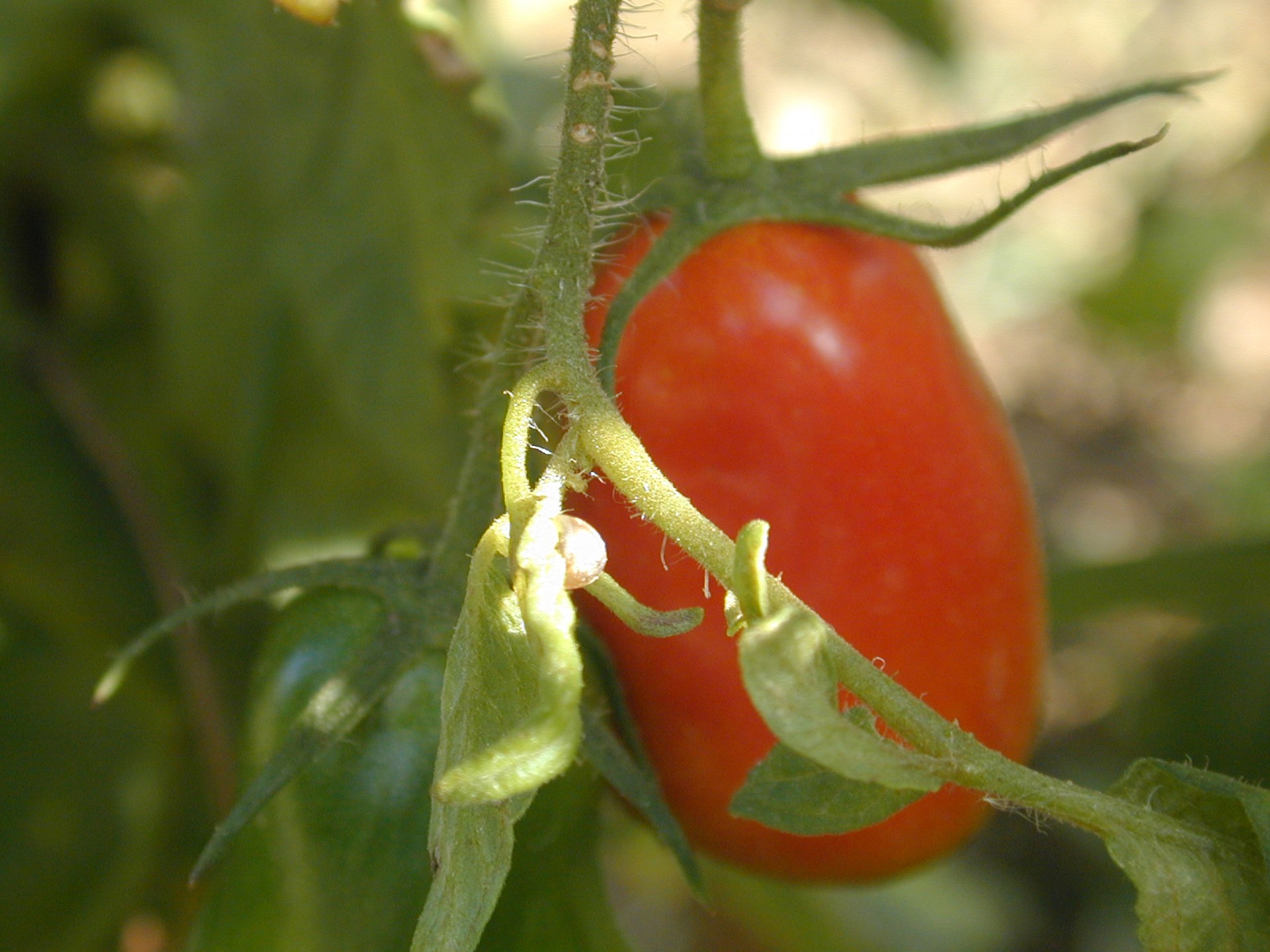 Pomidoras,  Šalis,  Pomidoras 2, Nemokamos Nuotraukos,  Nemokama Licenzija
