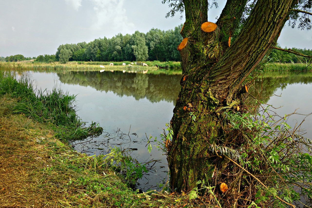 Tvenkinys, Medis, Olandų Kraštovaizdis, Laukas, Karvių Ganymas, Kraštovaizdis, Vaizdingas, Vanduo, Šviesus, Saulės Šviesa