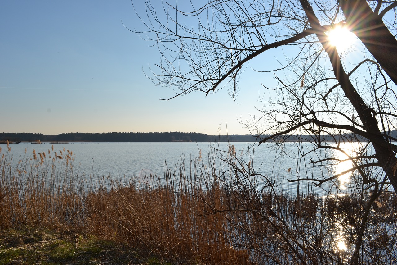 Tvenkinys, Saulė, Vanduo, Nendrė, Lausitz, Gamta, Dangus, Nemokamos Nuotraukos,  Nemokama Licenzija