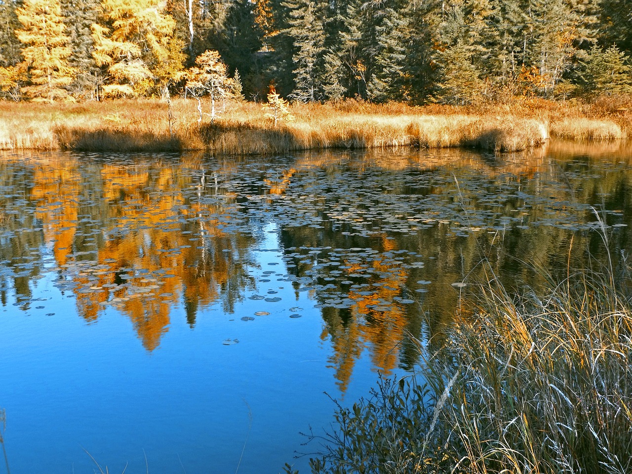 Tvenkinys, Apmąstymai, Ruduo, Gamta, Vanduo, Minnesota, Dykuma, Pelkė, Miškas, Kritimas