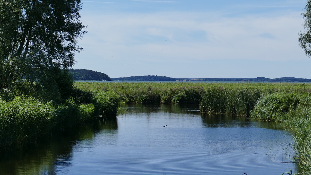 Tvenkinys, Nendrė, Medis, Žalias, Mėlynas, Paukščiai, Ežeras, Vandenys, Vanduo, Gamta