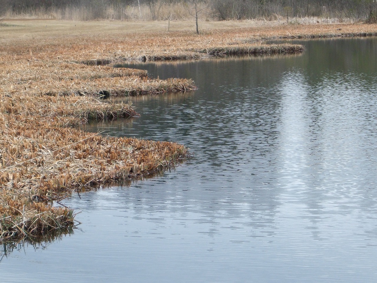 Tvenkinys, Ežeras, Rudens Miškas, Veidrodis, Gamtos Rezervatas, Pelkė, Nendrė, Kiauras, Moorland, Gamta