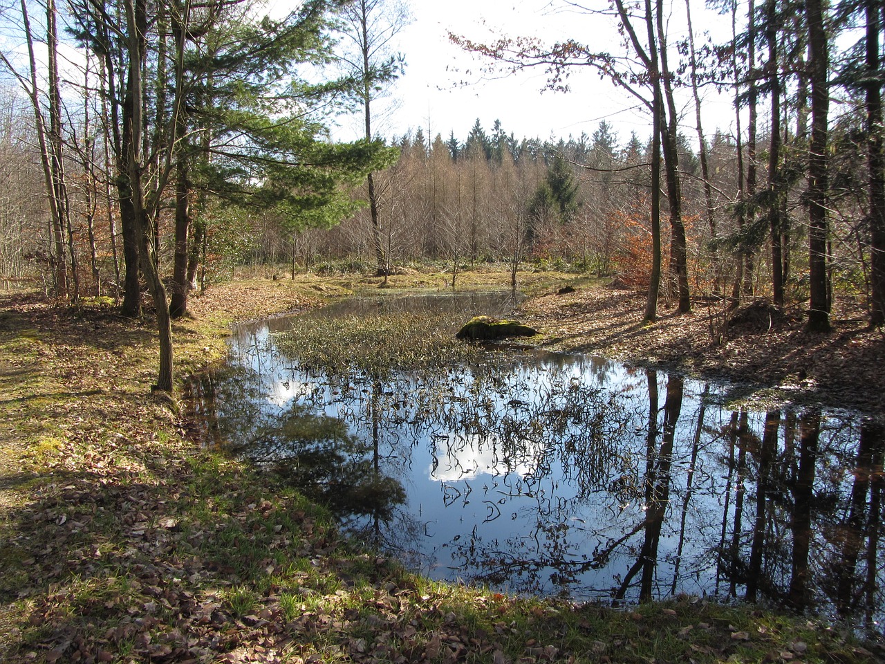 Tvenkinys, Pavasaris, Atspindys, Veidrodis, Dangus, Kraštovaizdis, Saulė, Medis, Nemokamos Nuotraukos,  Nemokama Licenzija