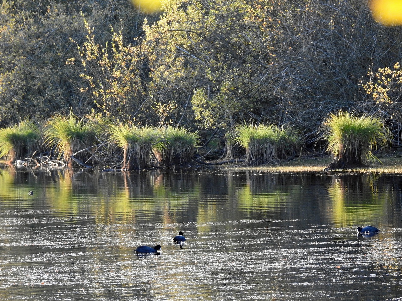 Tvenkinys, Miškas, Gamta, Nemokamos Nuotraukos,  Nemokama Licenzija