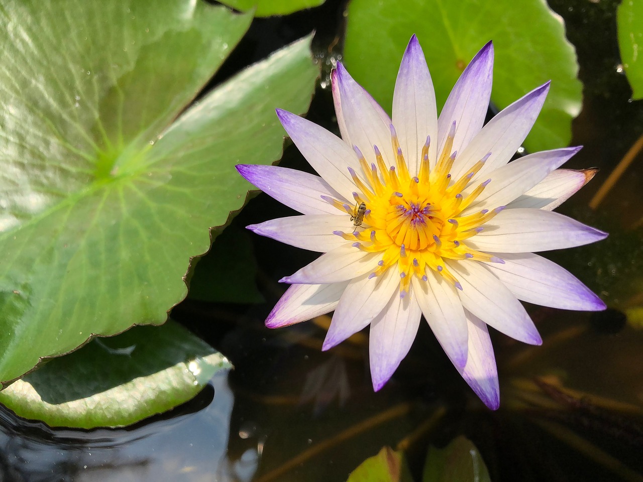 Tvenkinys,  Lotus,  Gėlė,  Augalų,  Žalios Lapinės Sub, Nemokamos Nuotraukos,  Nemokama Licenzija