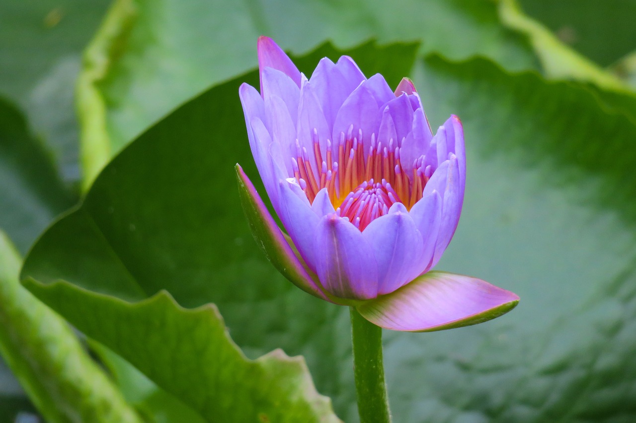 Tvenkinys,  Lotus,  Vandens Augalai,  Lapų,  Lelija,  Vandens Lelijos,  Gėlė,  Pobūdį,  Parkas,  Sodas