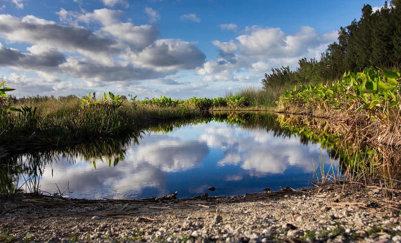 Tvenkinys,  Florida,  Vandens,  Dumbliai,  Pobūdį,  Gyvūnijos,  Gėlė, Nemokamos Nuotraukos,  Nemokama Licenzija