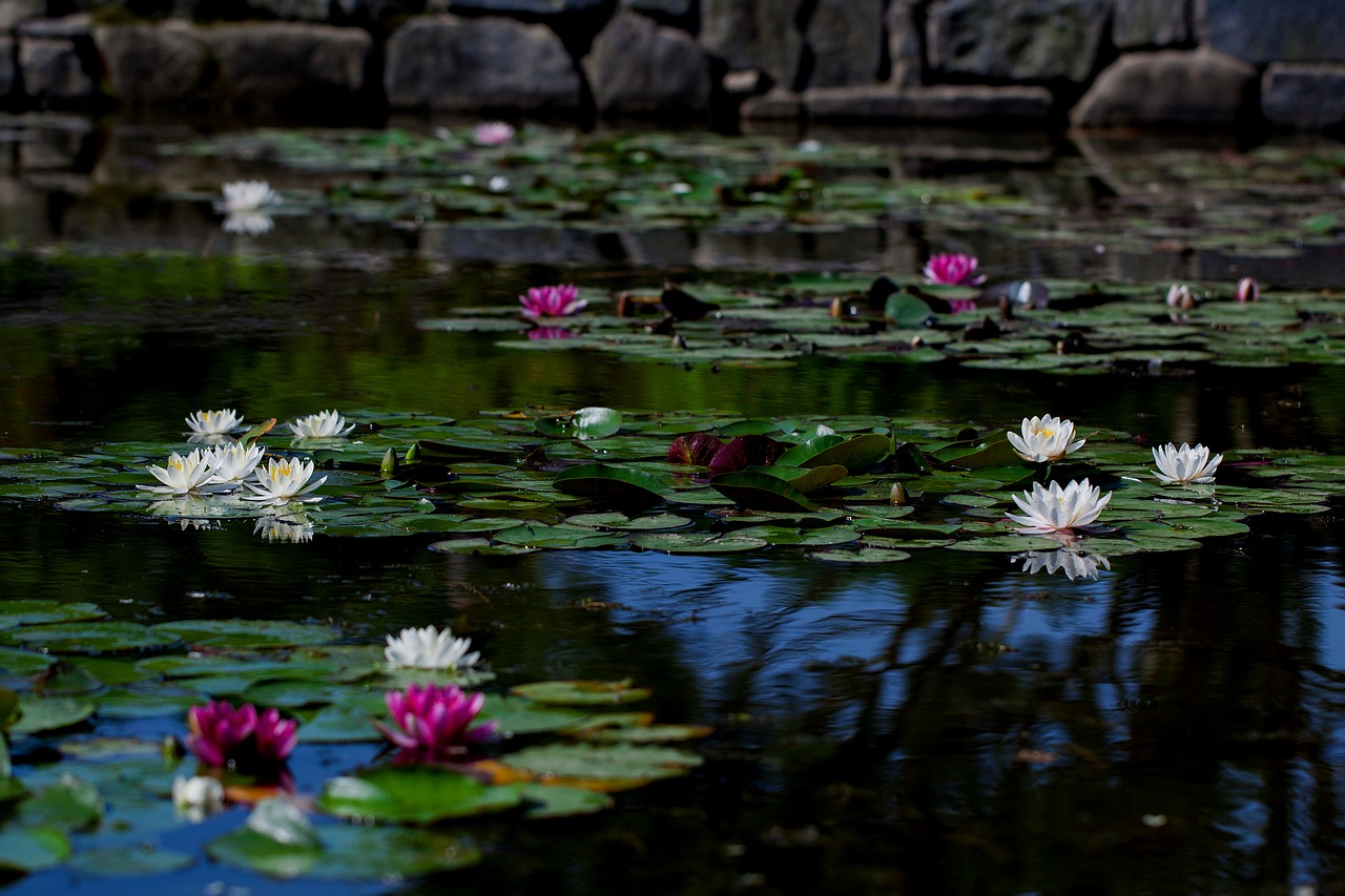 Tvenkinys,  Vandens Lelijos,  Augalai,  Povandeniniai Augalai,  Gėlės,  Wildflower,  Korėjos Gėlių,  Baltos Spalvos,  Lotosas, Nemokamos Nuotraukos