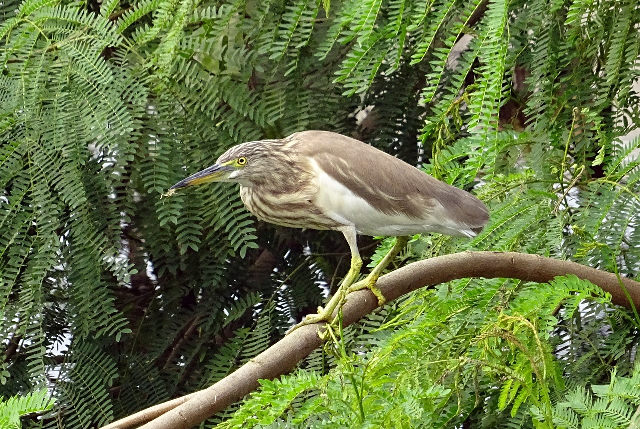 Tvenkiniai Heronai, Paukštis, Fauna, Paukštis, Laukinė Gamta, Ornitologija, Pelkė, Sulaikymas, Kolkata, Indija