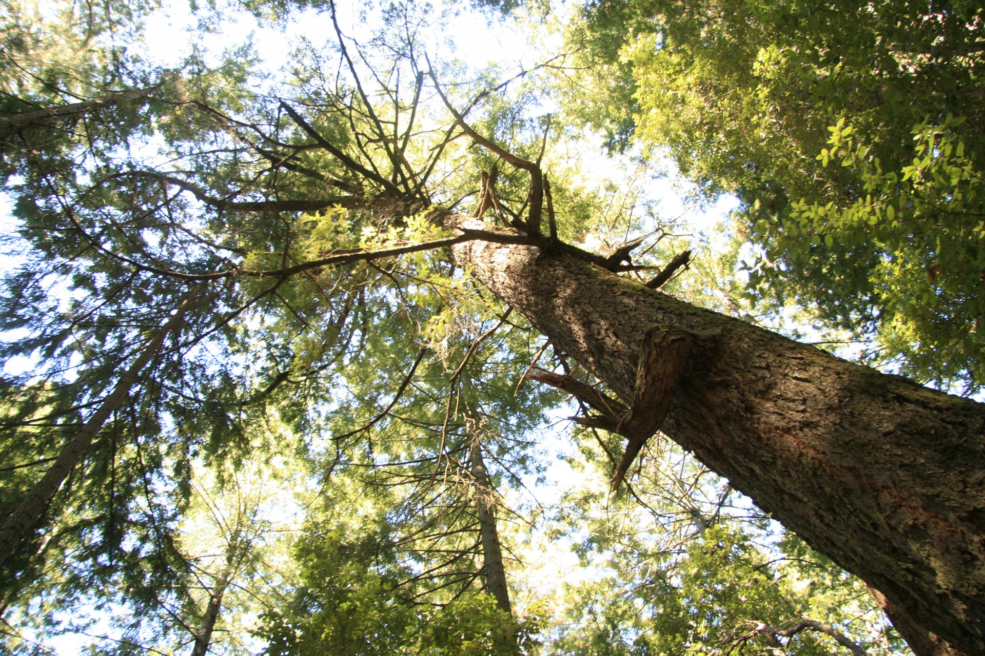 Ponderosa,  Pušis,  Josemitas,  Medžiai,  Ponderosa Pušis Josemituose, Nemokamos Nuotraukos,  Nemokama Licenzija