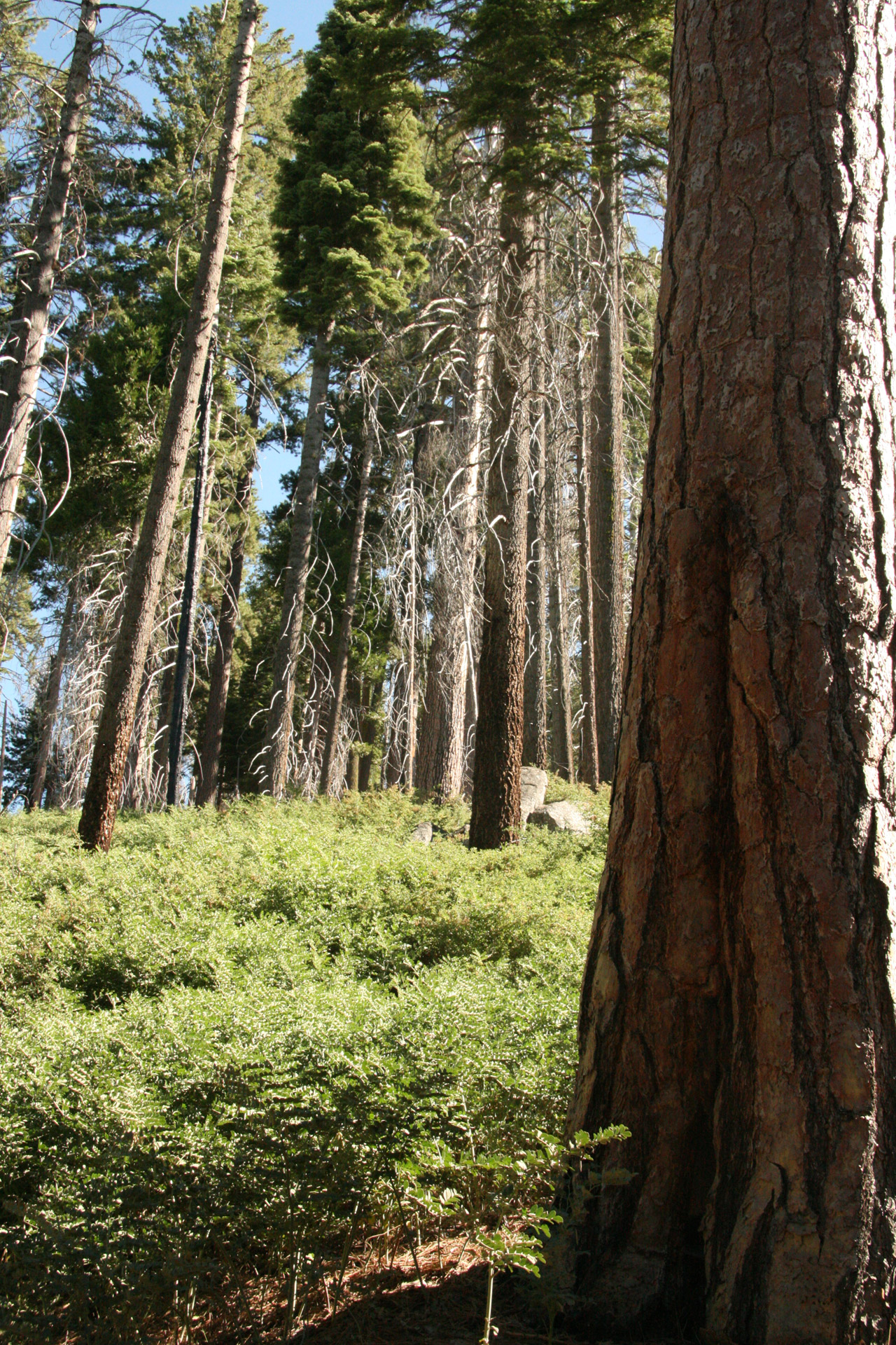 Ponderosa,  Pušis,  Josemitas,  Medžiai,  Ponderosa Pušis Josemituose, Nemokamos Nuotraukos,  Nemokama Licenzija