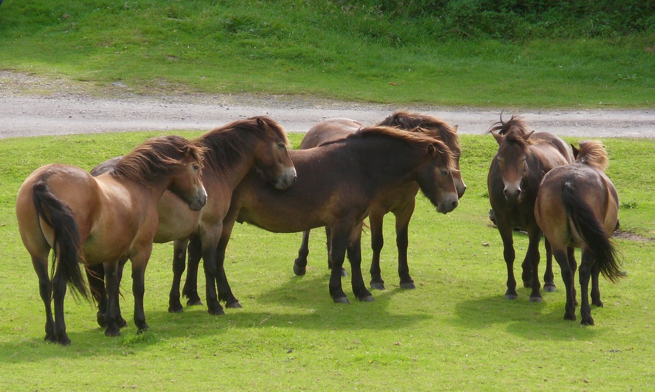 Poniai, Bandas, Arklys, Gyvūnas, Grupė, Laisvė, Exmoor, Lynton, Kalnų Slėnis, Nemokamos Nuotraukos