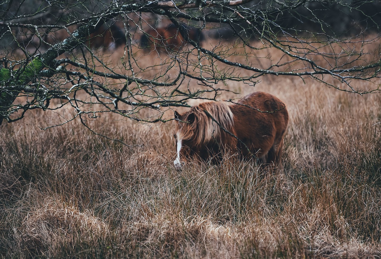 Ponis, Ganymas, Arklys, Ganykla, Gyvūnas, Žolė, Ūkis, Laukas, Kaimas, Pieva