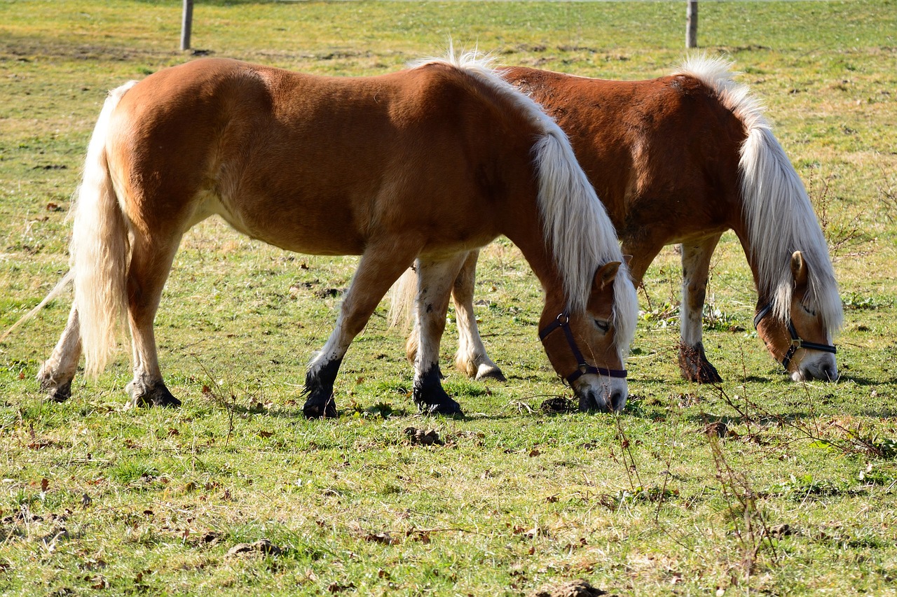 Ponis, Arklys, Ruda, Ganykla, Pieva, Gamta, Ganyti, Valgyti, Žolė, Žolės