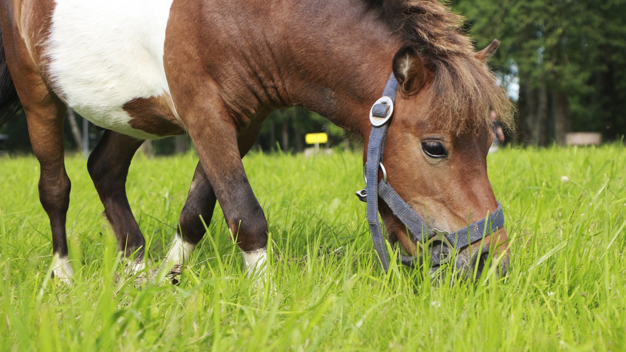 Ponis, Portretas, Ruda, Valgymas, Nemokamos Nuotraukos,  Nemokama Licenzija