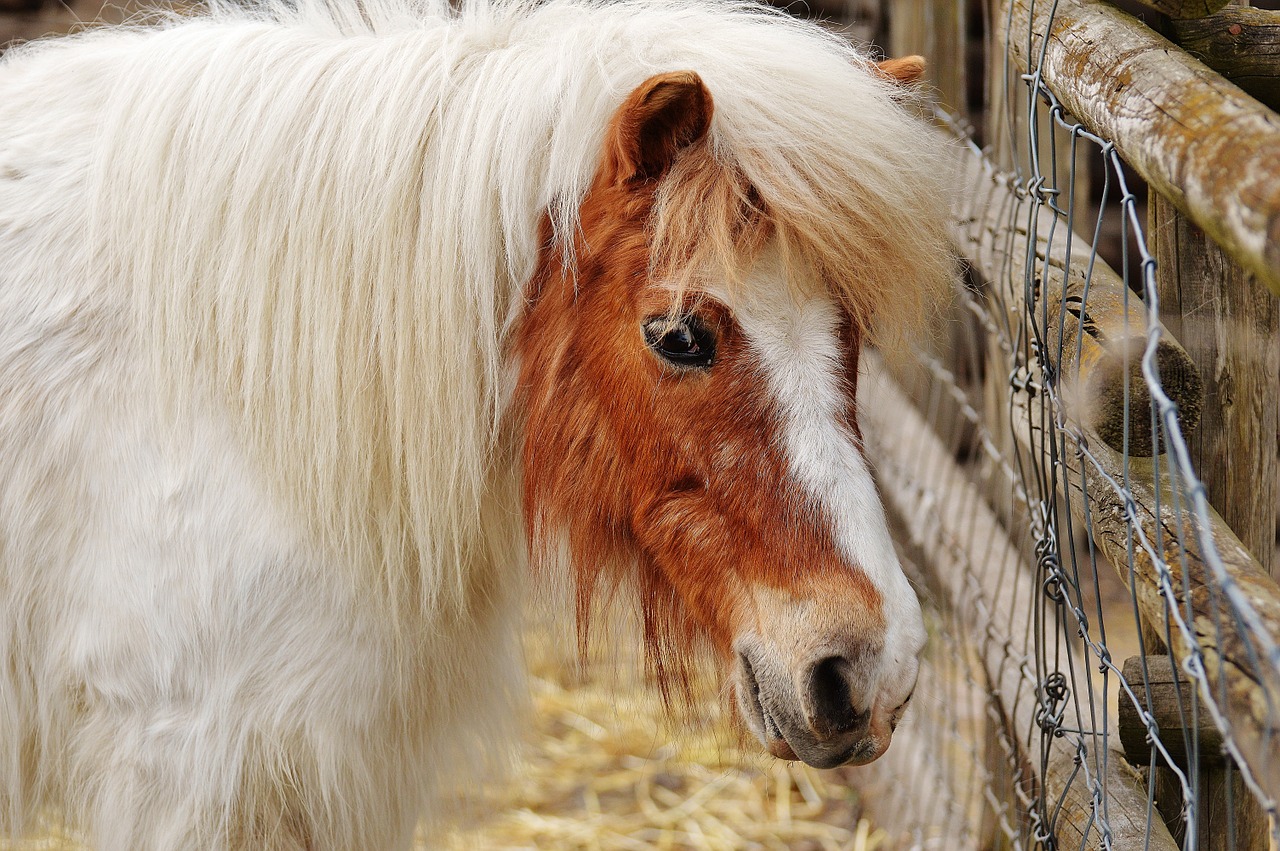 Ponis, Laukinių Parkų Girtavimas, Balta, Ruda, Arklys, Mielas, Portretas, Gyvūnas, Juokinga, Gamta