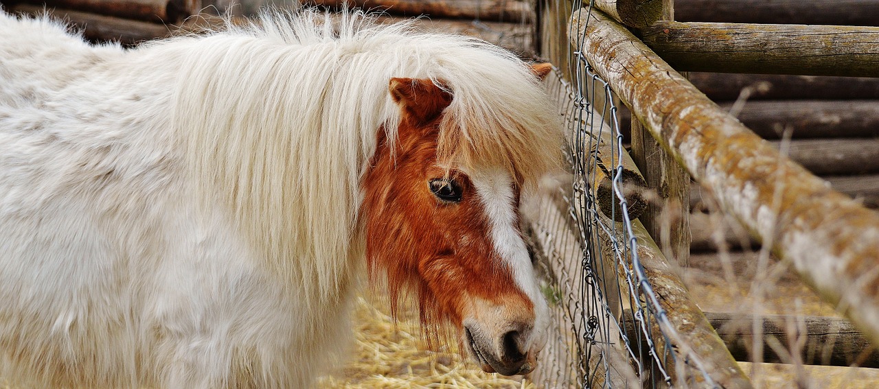 Ponis, Laukinių Parkų Girtavimas, Balta, Ruda, Arklys, Mielas, Portretas, Gyvūnas, Juokinga, Gamta