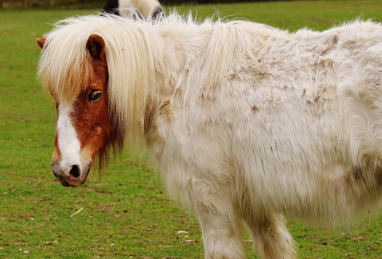 Ponis, Laukinių Parkų Girtavimas, Balta, Ruda, Arklys, Mielas, Portretas, Gyvūnas, Juokinga, Gamta