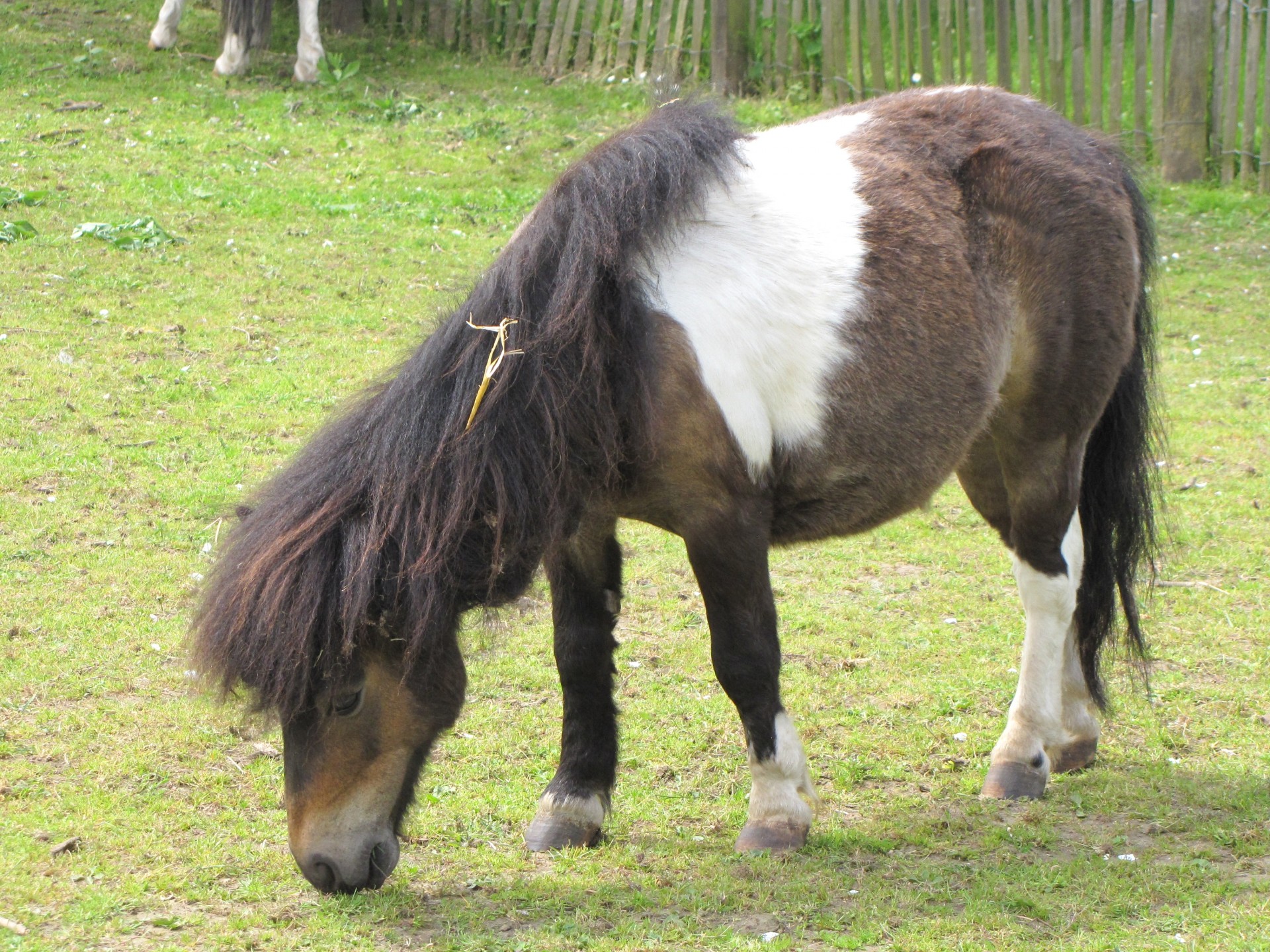 Ponis,  Gyvūnas,  Tapetai,  Fonas,  Ponis, Nemokamos Nuotraukos,  Nemokama Licenzija