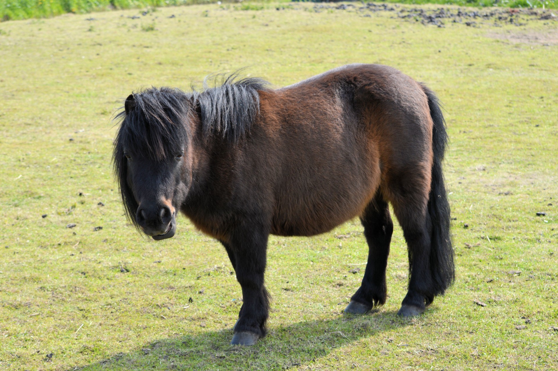 Ponis,  Ganymas,  Ūkis,  Gyvūnas,  Ponis, Nemokamos Nuotraukos,  Nemokama Licenzija