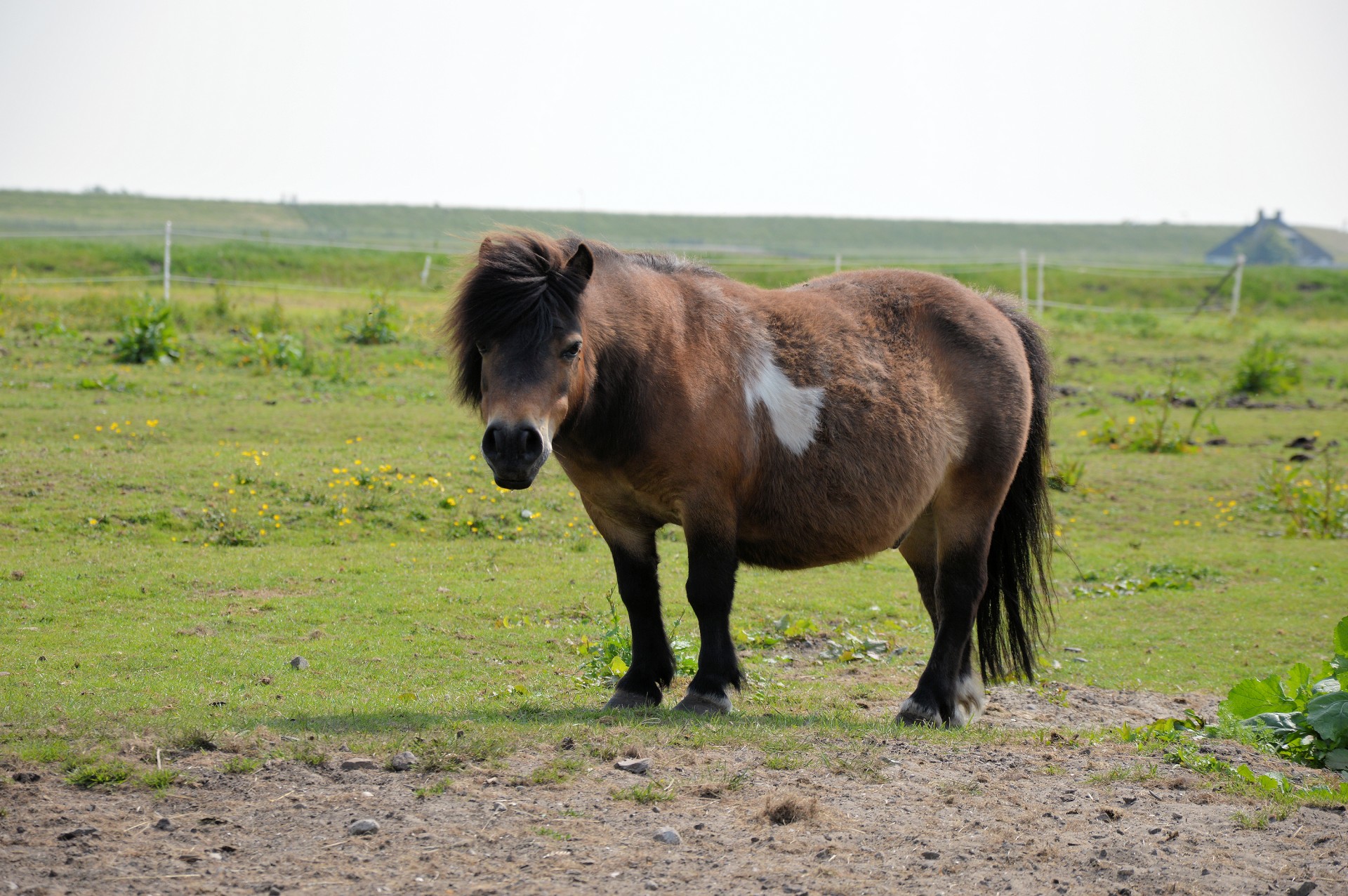 Ponis,  Ganykla,  Ganymas,  Gyvūnas,  Ūkis,  Ponis, Nemokamos Nuotraukos,  Nemokama Licenzija