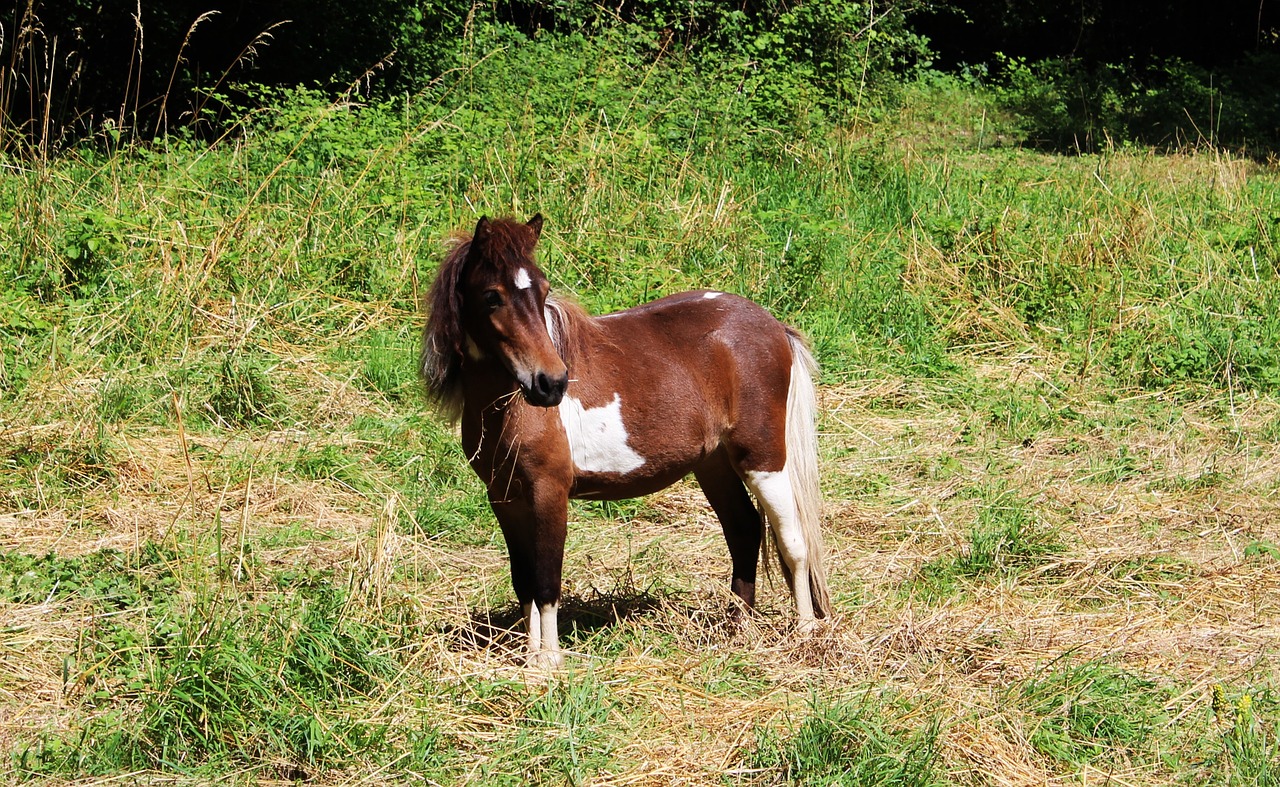 Ponis, Arkliai, Žiurkė, Ruda, Balta, Gyvūnas, Valgyti, Maitinti, Pre, Žinduolis