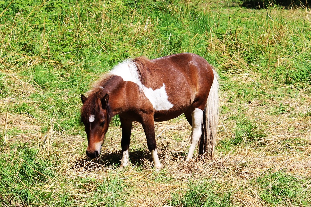 Ponis, Maitinti, Valgyti, Ruda, Balta, Gyvūnas, Arkliai, Nemokamos Nuotraukos,  Nemokama Licenzija