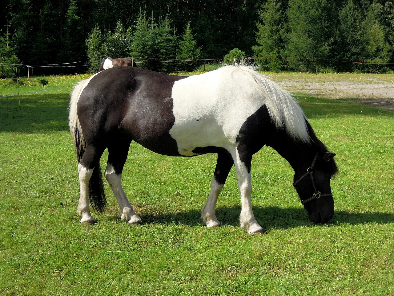 Ponis, Arklys, Gyvūnas, Juoda Ir Balta, Nemokamos Nuotraukos,  Nemokama Licenzija