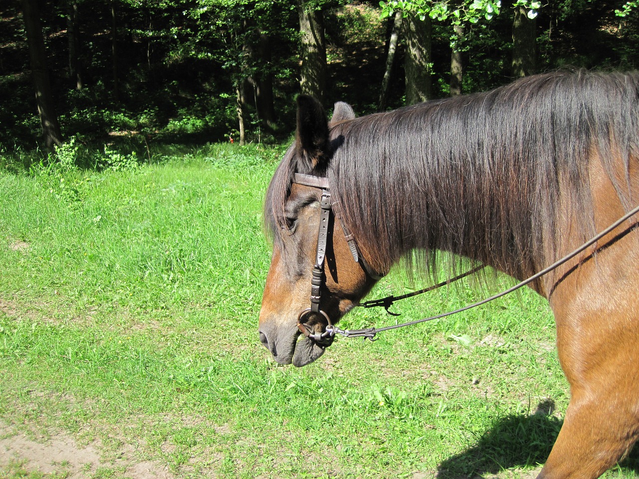 Ponis, Važiuoti, Arklys, Gyvūnas, Ruda, Kailis, Žiurkė, Gamta, Galva, Nemokamos Nuotraukos