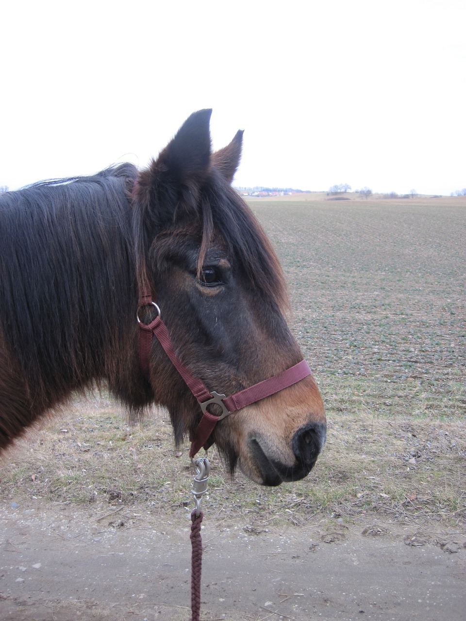 Ponis, Arklys, Ruda, Apleisti, Gyvūnas, Arklio Galva, Žiurkė, Saldus, Nemokamos Nuotraukos,  Nemokama Licenzija