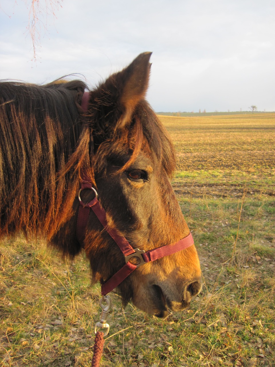 Ponis, Arklys, Ruda, Saulė, Nuotaika, Apleisti, Gyvūnas, Arklio Galva, Žiurkė, Saldus