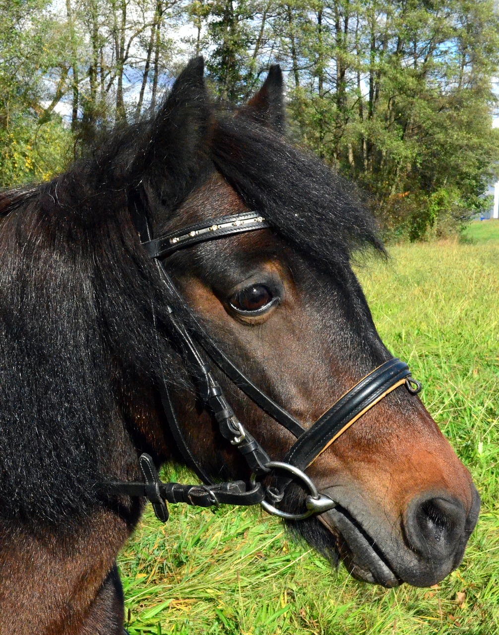 Ponis, Maža Arklių Veislė, Važiuoti, Arklys, Malonus Žirgas, Nemokamos Nuotraukos,  Nemokama Licenzija