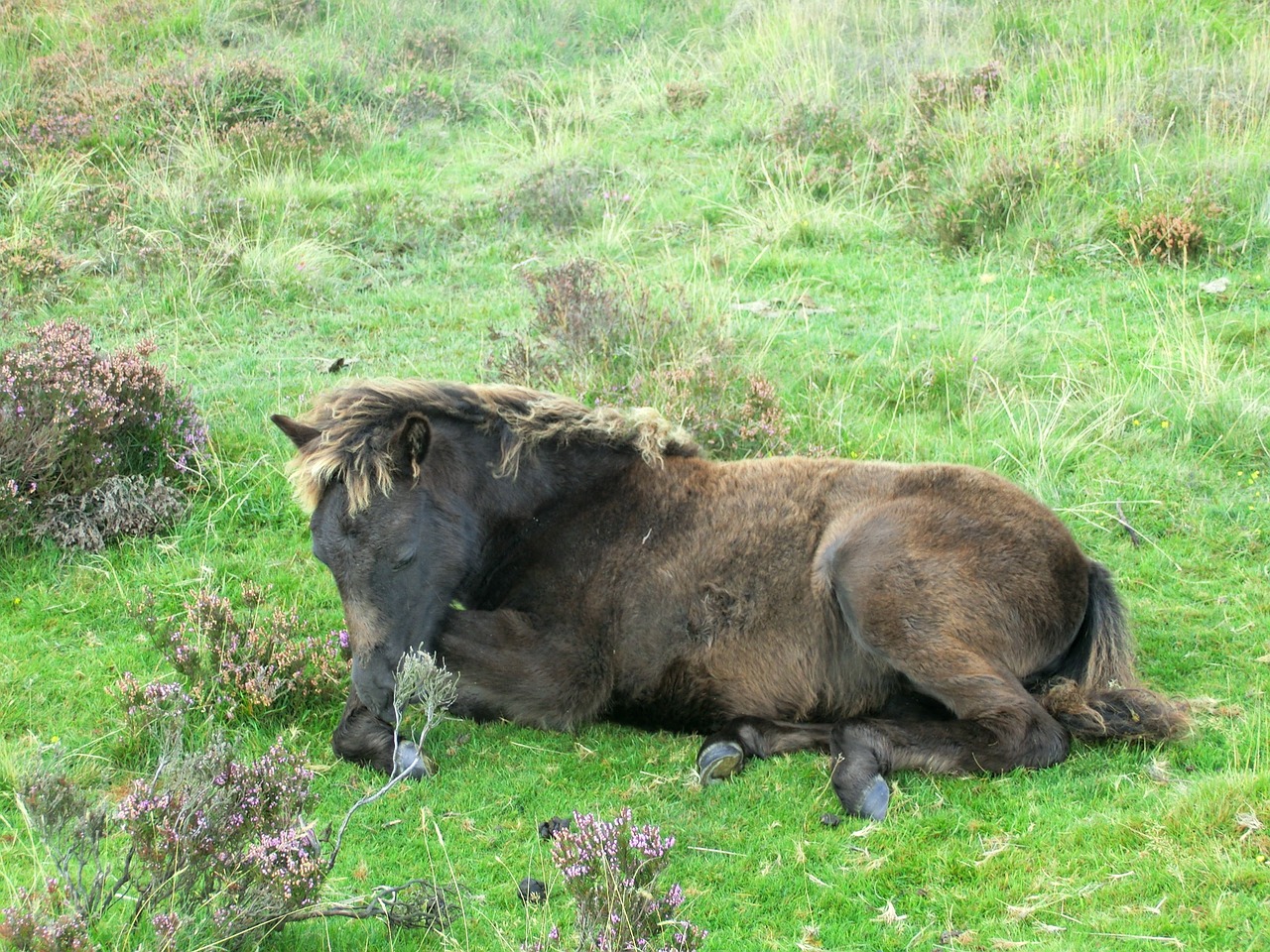 Ponis, Dartmorponija, Kumeliukas, Dartmoor, Nacionalinis Parkas, Nemokamos Nuotraukos,  Nemokama Licenzija