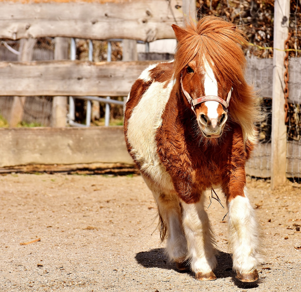 Ponis, Paleisti, Mielas, Mažas Arklys, Ruda, Balta, Gyvūnas, Laukinės Gamtos Fotografija, Geras Aiderbichl, Nemokamos Nuotraukos