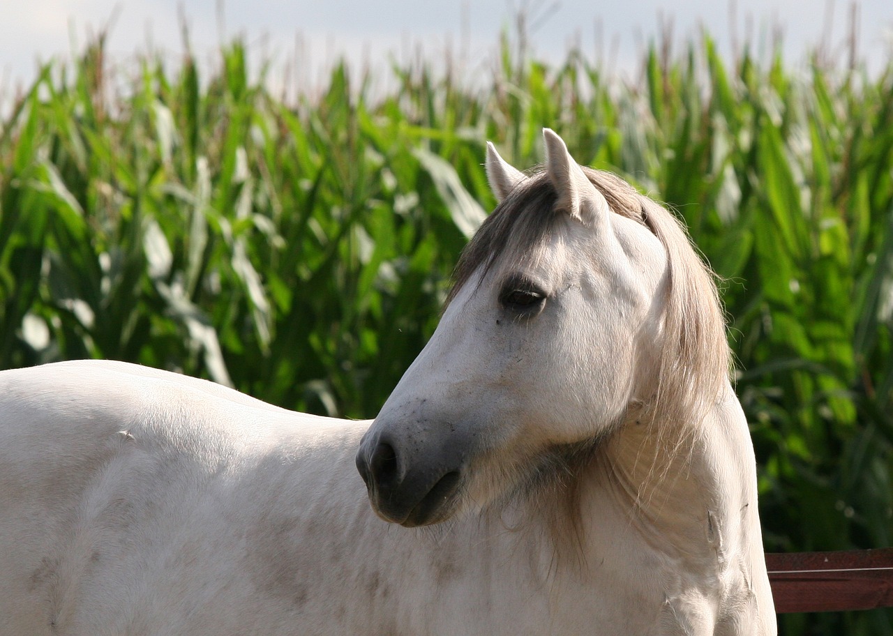 Ponis, Aukštosios Šalies Ponis, Melding, Pelėsiai, Kukurūzai, Nemokamos Nuotraukos,  Nemokama Licenzija