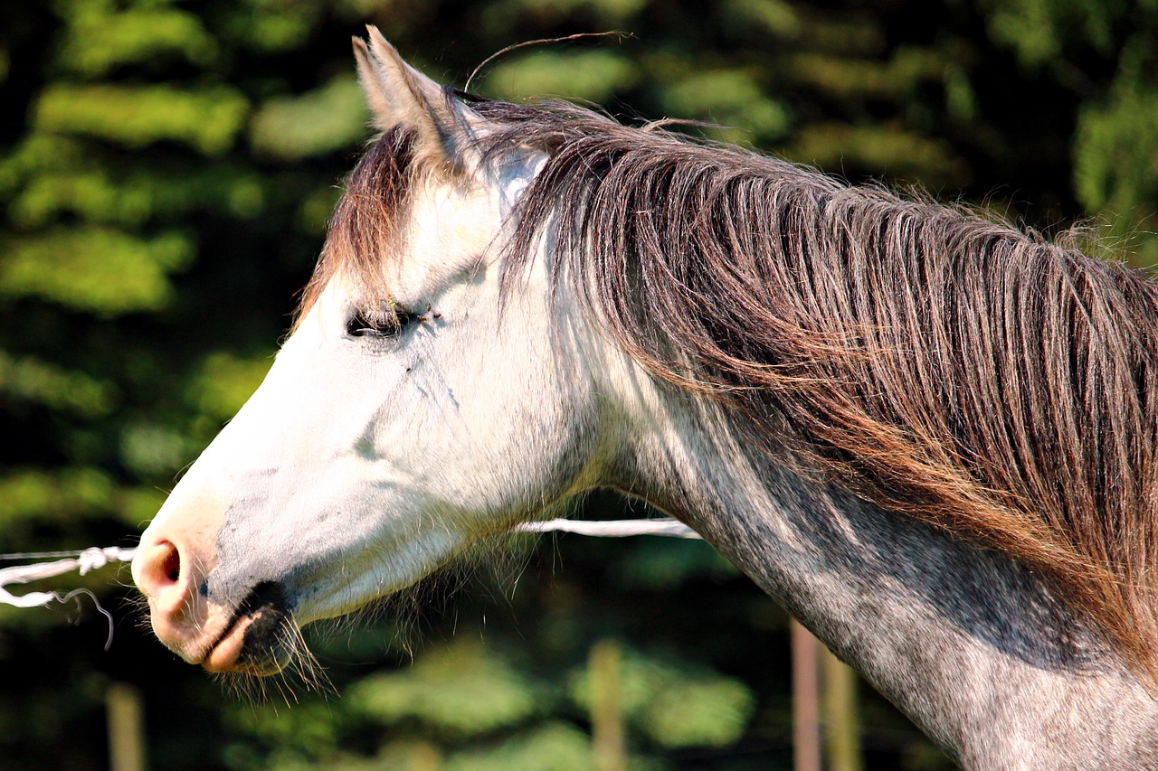 Ponis, Arklys, Valų Kalba, Arabai, Pelėsiai, Pilka Pelėsiai, Arklio Galva, Mielas, Jūrų Pėstininkai, Nemokamos Nuotraukos